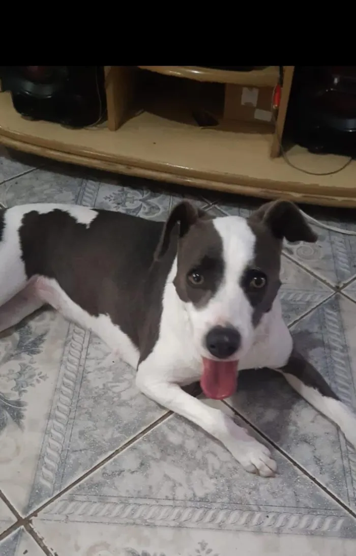 Cachorro raça SRD-ViraLata idade Abaixo de 2 meses nome Moly