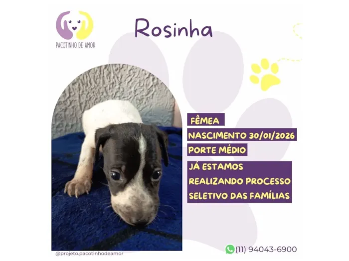 Cachorro raça SRD-ViraLata idade 2 a 6 meses nome Rosinha 