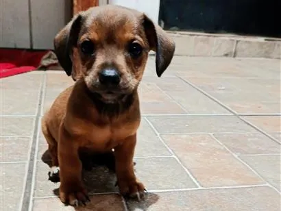 Cachorro raça Basset-Shitzu idade 2 a 6 meses nome sem nome 
