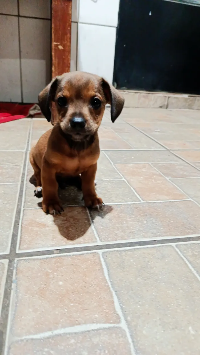 Cachorro raça Basset-Shitzu idade 2 a 6 meses nome sem nome 