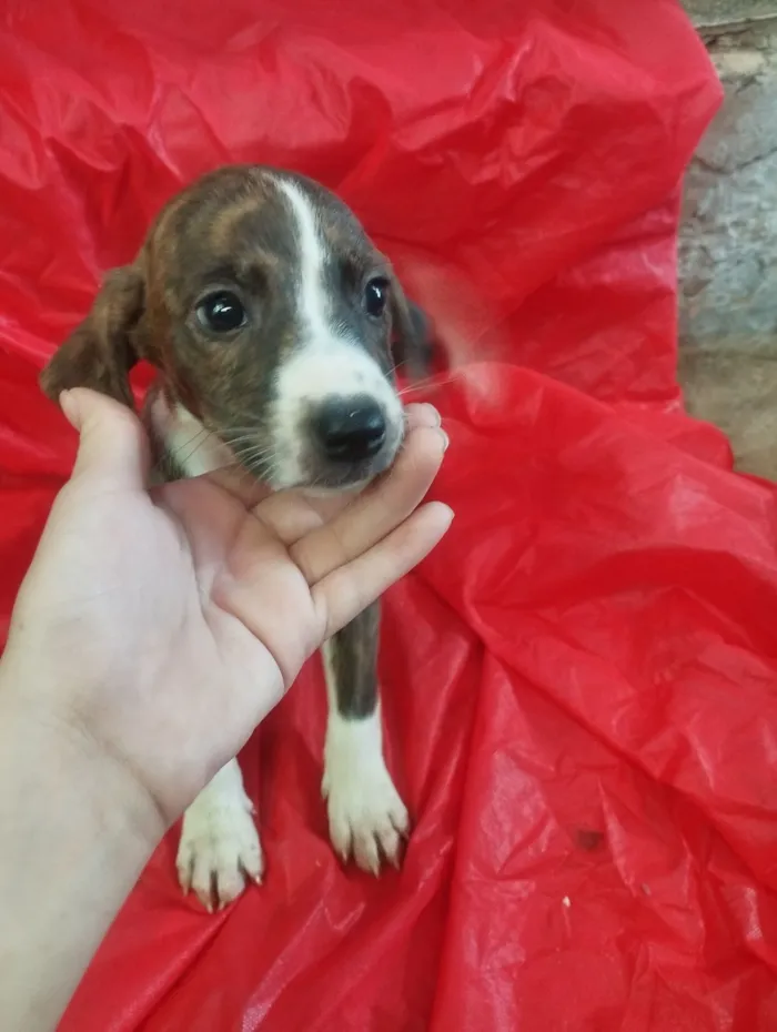 Cachorro raça SRD-ViraLata idade Abaixo de 2 meses nome Moly