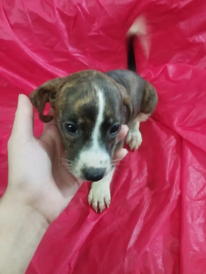 Cachorro raça SRD-ViraLata idade Abaixo de 2 meses nome Moly