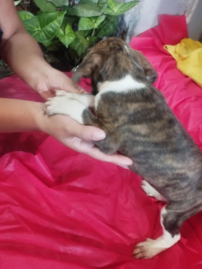 Cachorro raça SRD-ViraLata idade Abaixo de 2 meses nome Moly