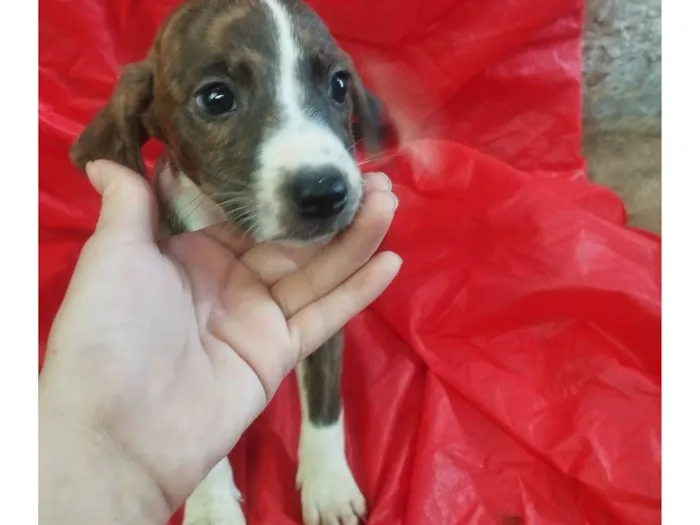 Cachorro raça SRD-ViraLata idade Abaixo de 2 meses nome Moly
