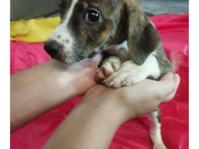 Cachorro raça SRD-ViraLata idade Abaixo de 2 meses nome Moly