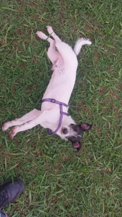 Cachorro raça SRD-ViraLata idade 2 a 6 meses nome GAEL