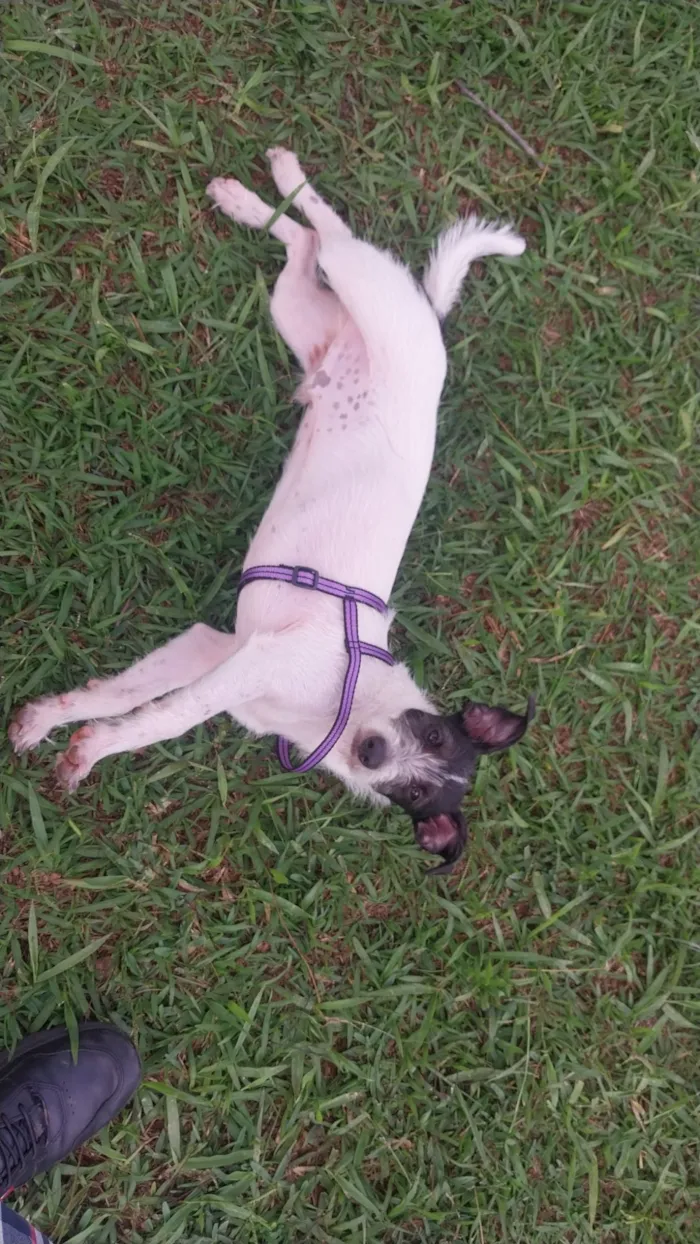 Cachorro raça SRD-ViraLata idade 2 a 6 meses nome GAEL