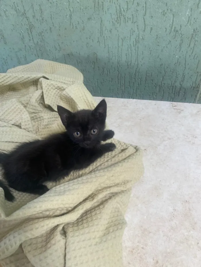 Gato raça SRD-ViraLata idade Abaixo de 2 meses nome Gatinha - Preta - 2 meses 