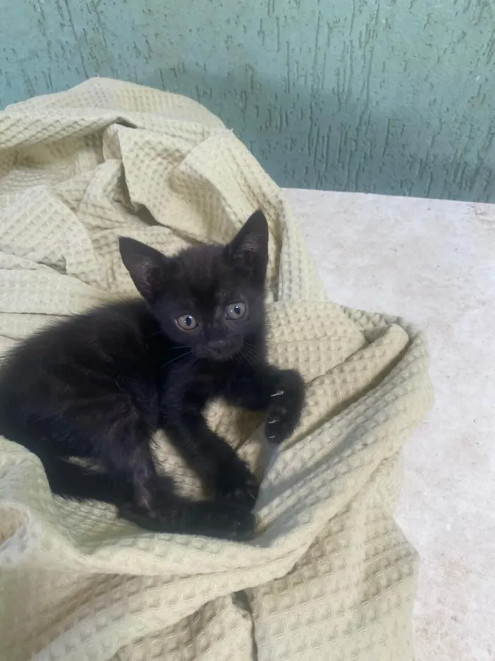 Gato raça SRD-ViraLata idade Abaixo de 2 meses nome Gatinha - Preta - 2 meses 