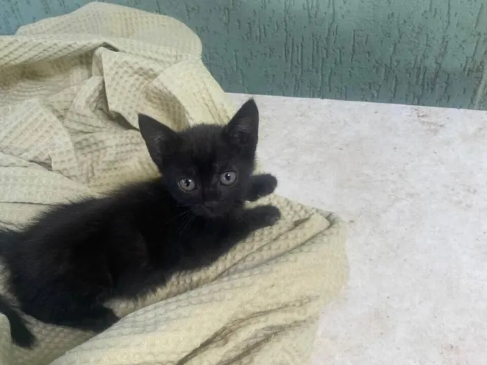 Gato raça SRD-ViraLata idade Abaixo de 2 meses nome Gatinha - Preta - 2 meses 