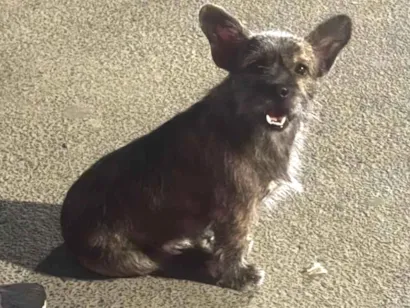 Cachorro raça SRD-ViraLata idade 2 anos nome Nao sei o nome