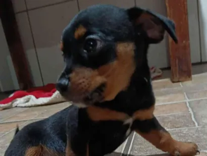 Cachorro raça Basset-Shitzu idade Abaixo de 2 meses nome Sem nome