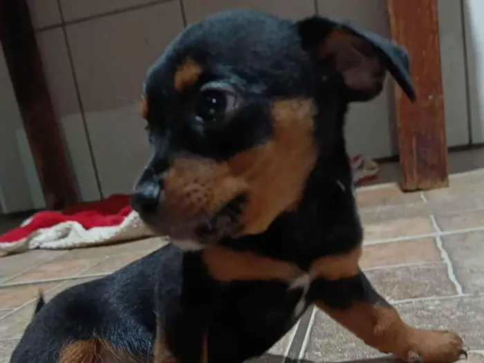 Cachorro raça Basset-Shitzu idade Abaixo de 2 meses nome Sem nome