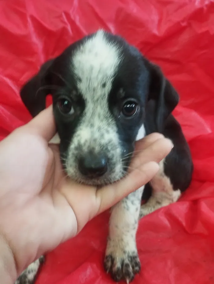 Cachorro raça SRD-ViraLata idade Abaixo de 2 meses nome Meg