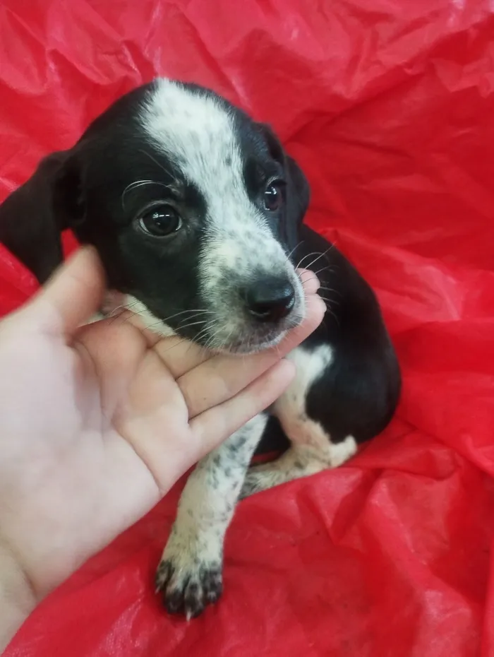 Cachorro raça SRD-ViraLata idade Abaixo de 2 meses nome Meg