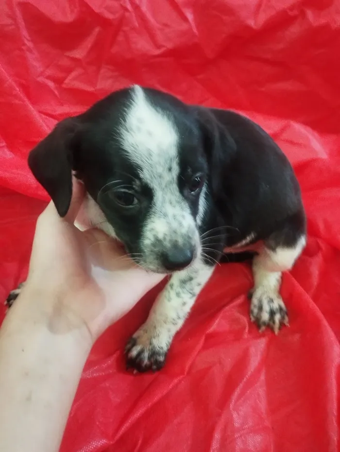 Cachorro raça SRD-ViraLata idade Abaixo de 2 meses nome Meg