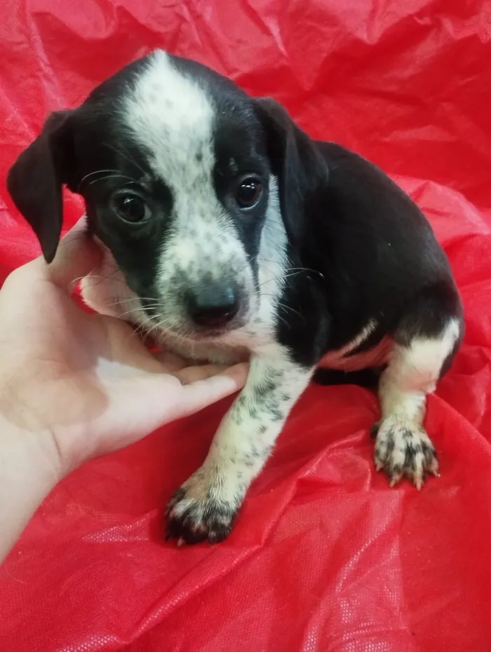 Cachorro raça SRD-ViraLata idade Abaixo de 2 meses nome Meg