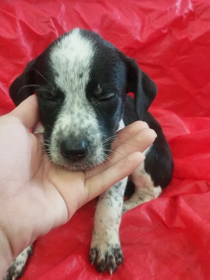 Cachorro raça SRD-ViraLata idade Abaixo de 2 meses nome Meg