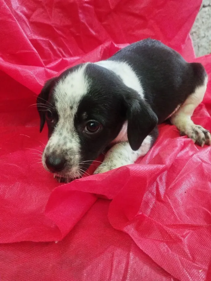 Cachorro raça SRD-ViraLata idade Abaixo de 2 meses nome Meg