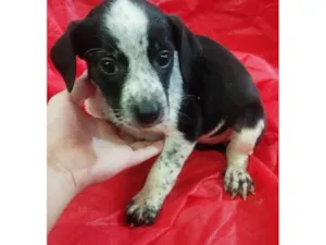 Cachorro raça SRD-ViraLata idade Abaixo de 2 meses nome Meg