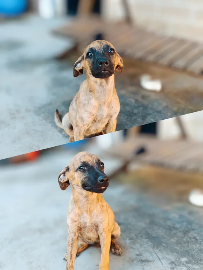 Cachorro raça SRD-ViraLata idade 2 a 6 meses nome .....