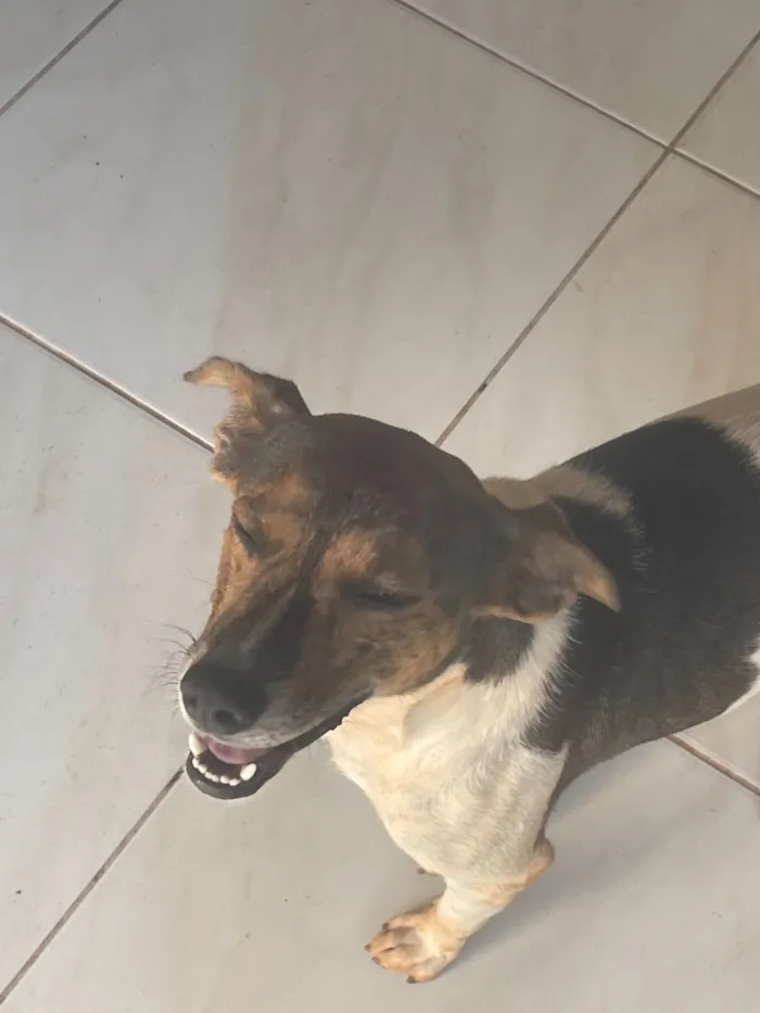 Cachorro raça SRD-ViraLata idade 2 anos nome Não possuem nomes