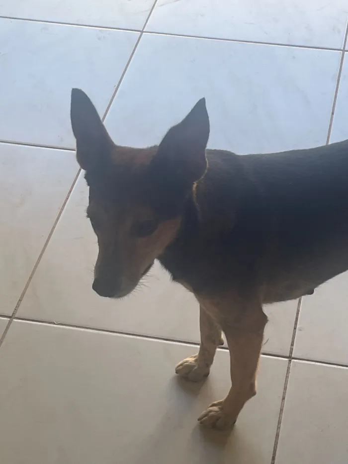 Cachorro raça SRD-ViraLata idade 2 anos nome Não possuem nomes