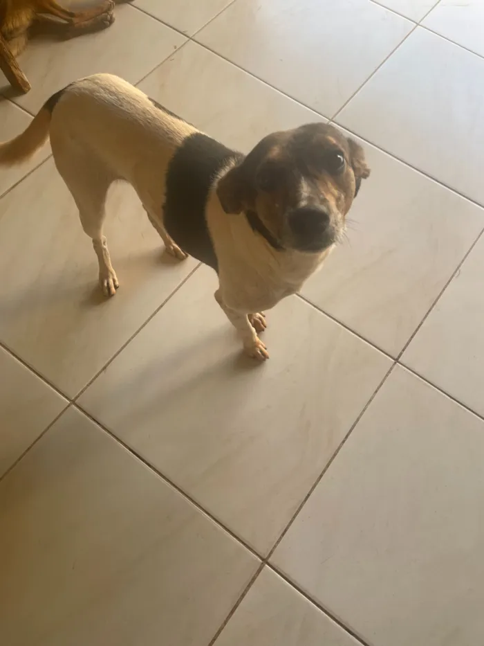 Cachorro raça SRD-ViraLata idade 2 anos nome Não possuem nomes