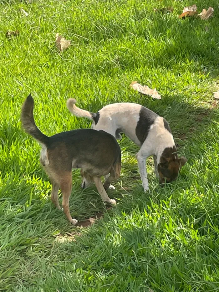 Cachorro raça SRD-ViraLata idade 2 anos nome Não possuem nomes