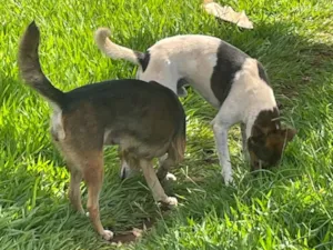 Cachorro raça SRD-ViraLata idade 2 anos nome Não possuem nomes