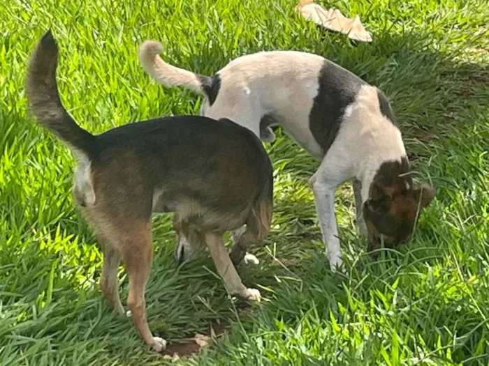 Cachorro raça SRD-ViraLata idade 2 anos nome Não possuem nomes