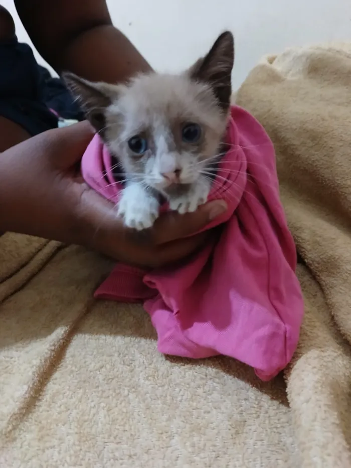 Gato raça SRD-ViraLata idade 2 a 6 meses nome ILSON GUSTAVO DE SOUZA ABREU