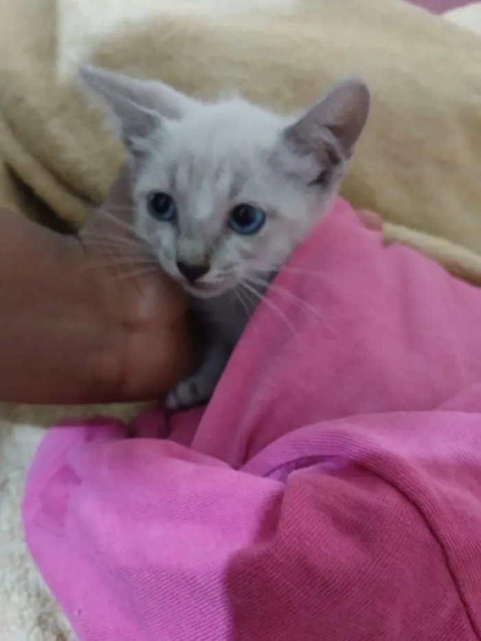 Gato raça SRD-ViraLata idade 2 a 6 meses nome ILSON GUSTAVO DE SOUZA ABREU