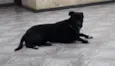 Francisco
