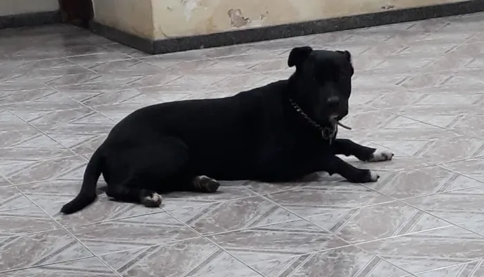 Cachorro raça SRD-ViraLata idade 3 anos nome Francisco