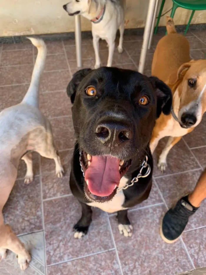 Cachorro raça SRD-ViraLata idade 3 anos nome Francisco