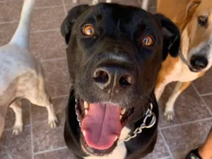 Cachorro raça SRD-ViraLata idade 3 anos nome Francisco