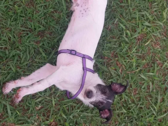 Cachorro raça SRD-ViraLata idade 2 a 6 meses nome GAEL