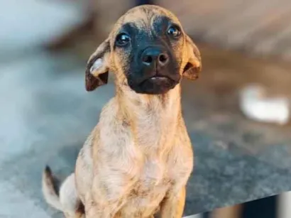 Cachorro raça SRD-ViraLata idade 2 a 6 meses nome .....
