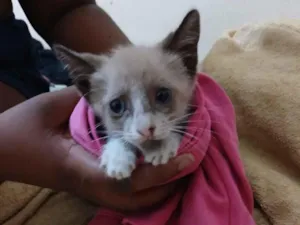 Gato raça SRD-ViraLata idade 2 a 6 meses nome ILSON GUSTAVO DE SOUZA ABREU