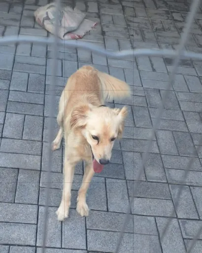 Cachorro raça SRD-ViraLata idade 2 anos nome Malu