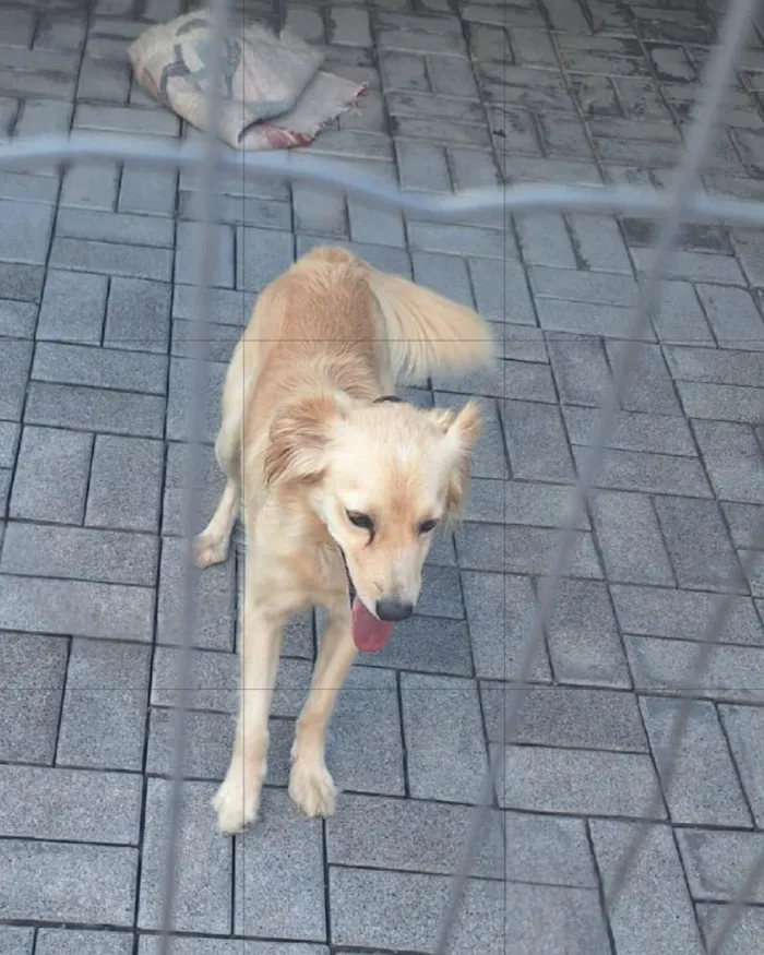 Cachorro raça SRD-ViraLata idade 2 anos nome Malu