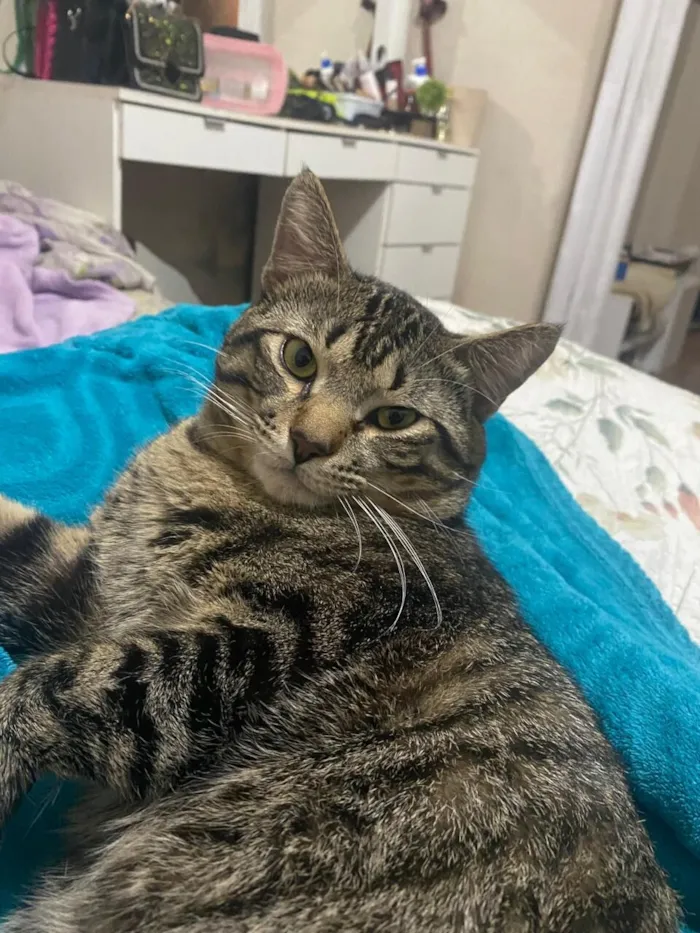 Gato raça SRD-ViraLata idade 1 ano nome Marcelo