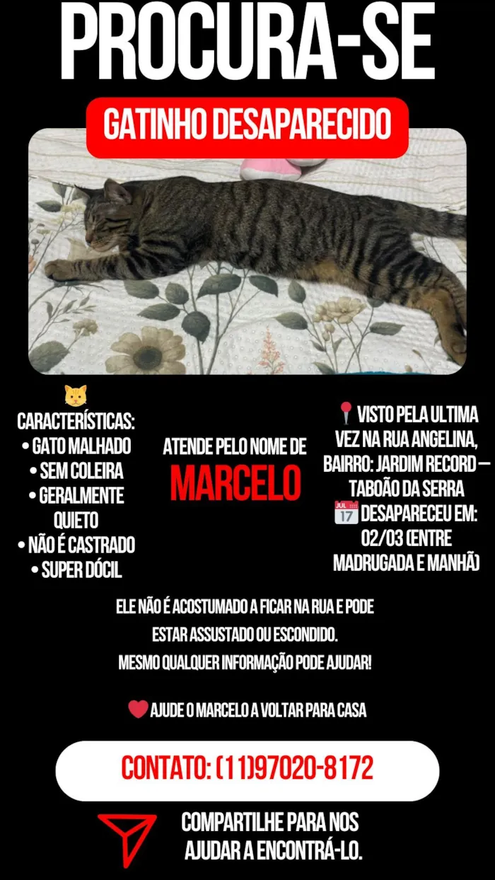 Gato raça SRD-ViraLata idade 1 ano nome Marcelo