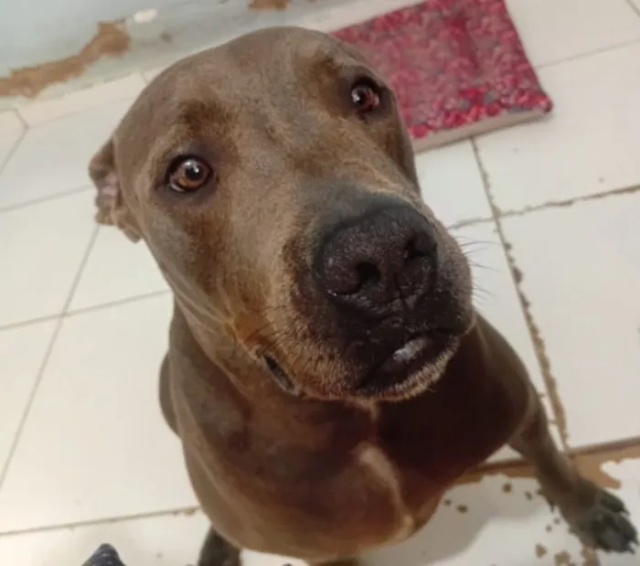 Cachorro raça Pit-Bull idade 3 anos nome Bonnie