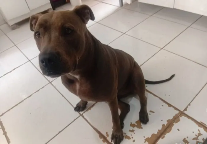 Cachorro raça Pit-Bull idade 3 anos nome Bonnie