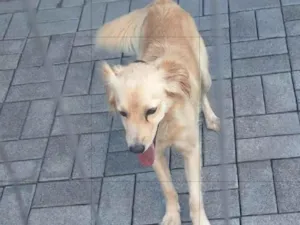 Cachorro raça SRD-ViraLata idade 2 anos nome Malu