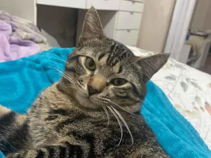 Gato raça SRD-ViraLata idade 1 ano nome Marcelo