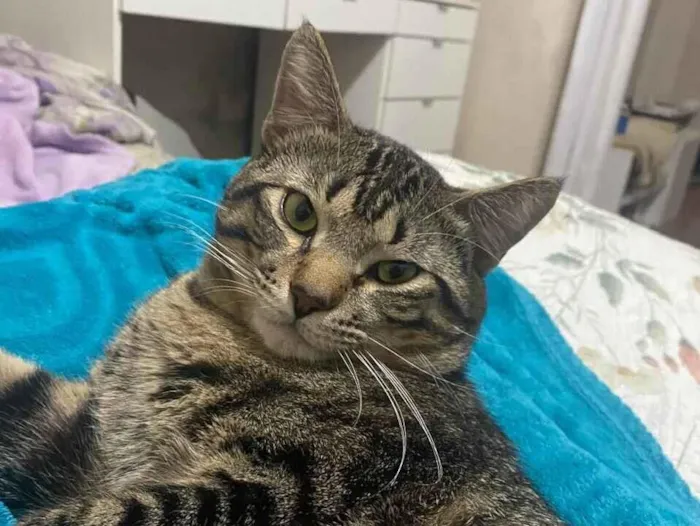 Gato raça SRD-ViraLata idade 1 ano nome Marcelo