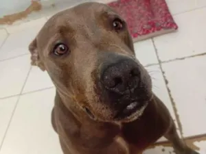 Cachorro raça Pit-Bull idade 3 anos nome Bonnie